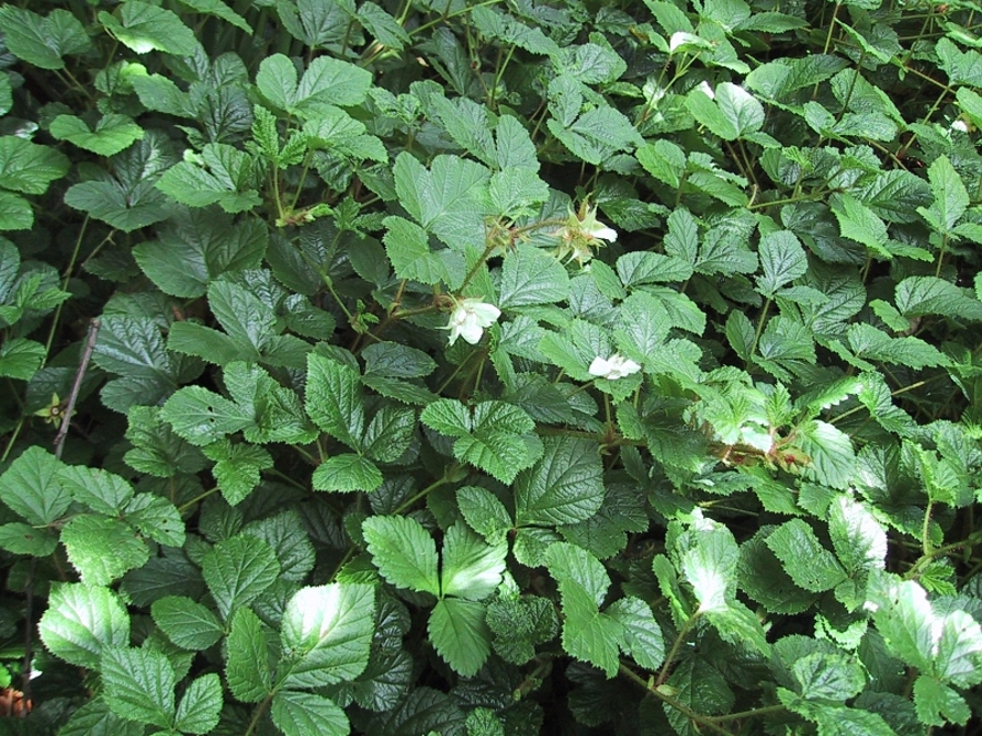 Brombeeren (Rubus)